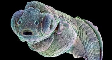 Creatura aliena? no!!! è terrestre, si chiama Zebrafish