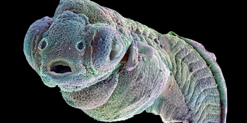zebrafish.jpg